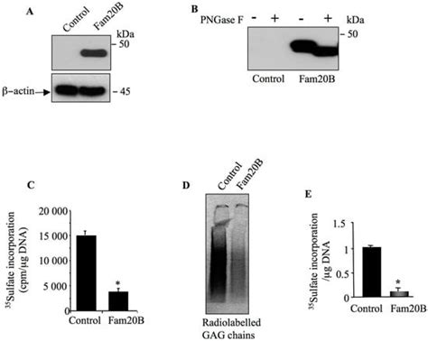 FAM20B Gain-of-Function Blocks the Synthesis of Glycosaminoglycan ...