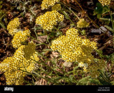 Yellow Achillea (Yarrow) plant flower head in garden Stock Photo - Alamy