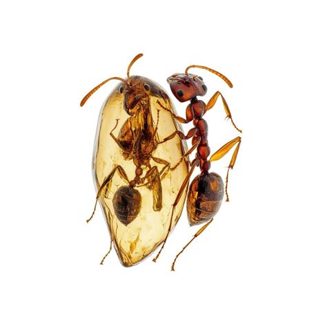 Ant in amber a glimpse into the past | Premium AI-generated PSD