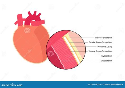 Heart wall anatomy stock vector. Illustration of fibres - 281718349