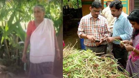 Poisonous 'Katakal grass' resulted in cattle death; Animal experts ...