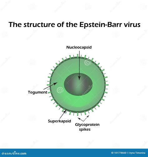 Epstein-Barr Virus. Life Cycle Vector Illustration | CartoonDealer.com #153898704