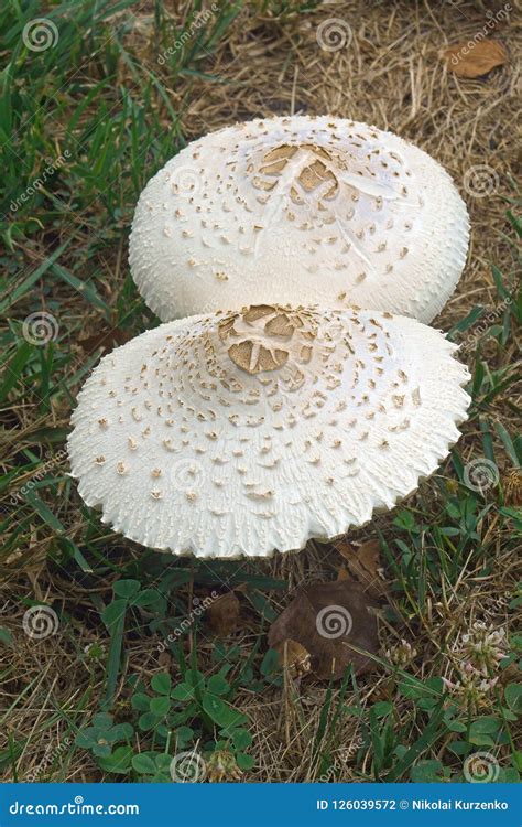 False parasol mushroom. stock photo. Image of mycology - 126039572