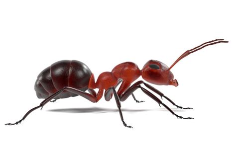 蚂蚁有哪些本领