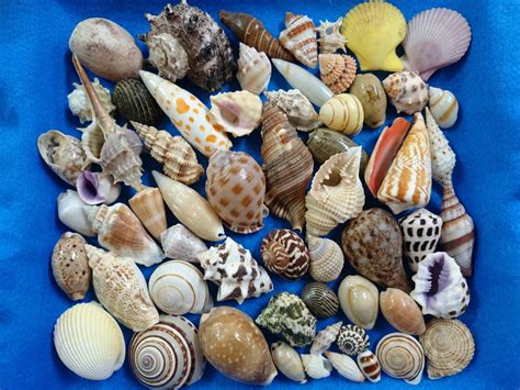 【鑫寶貝】貝殼DIY 綜合貝(A組) 老闆精選60種不同的貝殼(包) 原價750元 特價500元 值得收藏 | Yahoo奇摩拍賣
