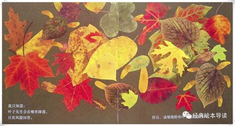 只有捡起落叶才算打开秋天——《叶子先生》导读_枫叶