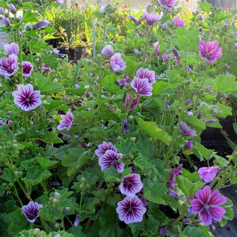 Malva Zebrina