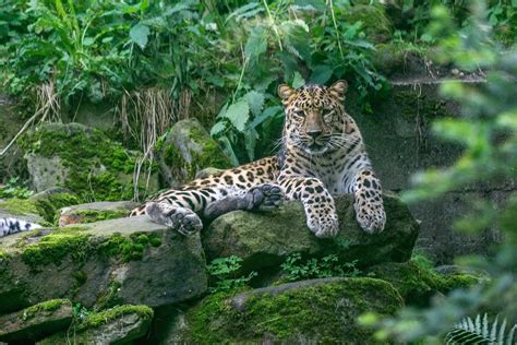 Mapa Do Habitat Do Leopardo De Amur Amur Leopard Facts, Diet,