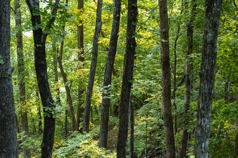 Community Resources - Big Canoe POA