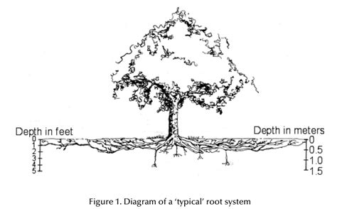 Tree Root Type 的图像结果