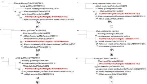 Abundant Intra-Subtype Reassortment Revealed in H13N8 Influenza Viruses