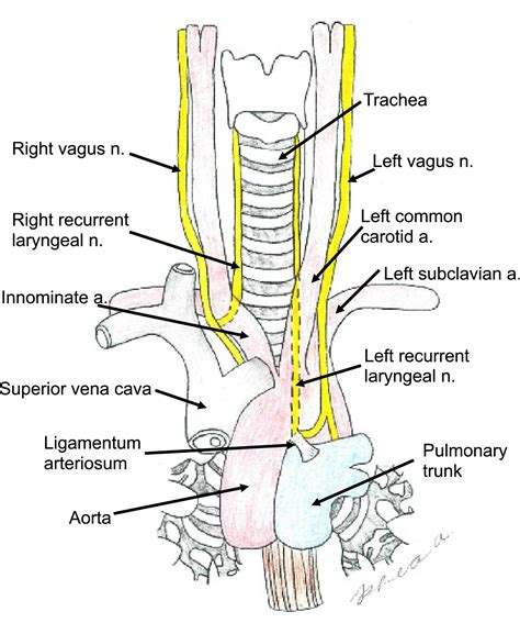 Carina Trachea Location (1) Traquea (2)situación:se Localiza En El ...