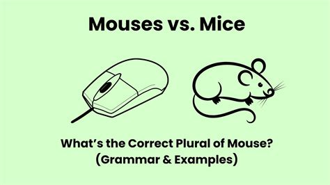 Mouses vs. Mice | What's the Correct Plural of Mouse? (Grammar & Examples)