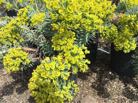 Gopher Spurge - Euphorbia rigida - Oh The Places You'll Grow