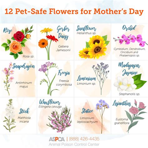 Mother’s Day Bouquets: What’s Safe for Pets? | Cat safe plants, Mothers ...