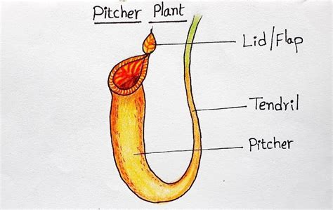 Draw and explain unsectionsurous plant (pitcher plant) - Brainly.in