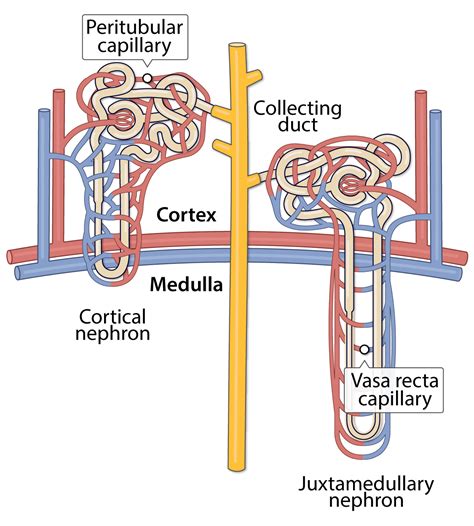 Kidney: Blood Supply (Lesson) – Human Bio Media