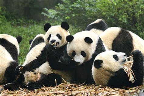 北京动物园网红大熊猫突然头秃：大概有两个硬币大小