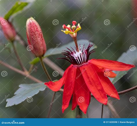 Crimson Passion Flower Closeup Stock Photo - Image of nature, color ...