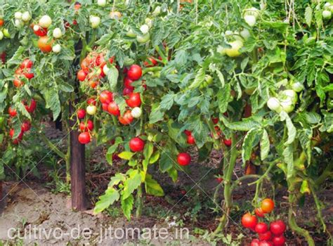 galeria cultivo de jitomate - Cultivo de Jitomate