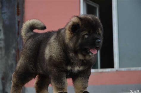 高加索犬：世界上最大的狗 (14)--环保--人民网