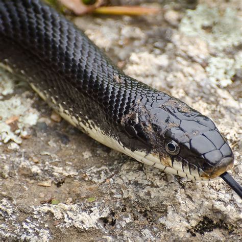 Large Black Snakes