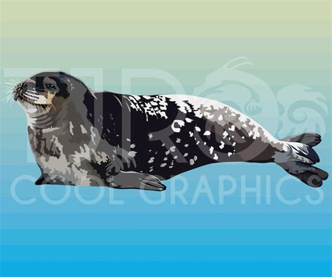 Seals Clip Art Animals Clipart Ocean Clipart SVG Clipart - Etsy