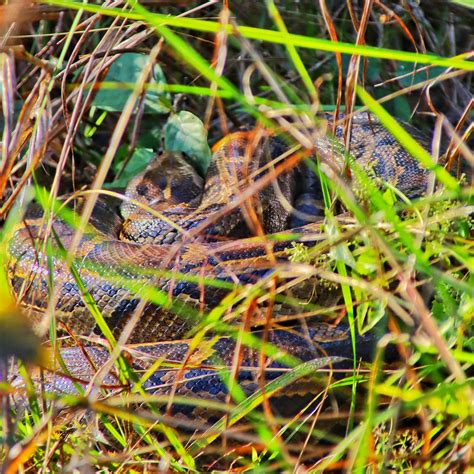 Image result for What Is Python Snake