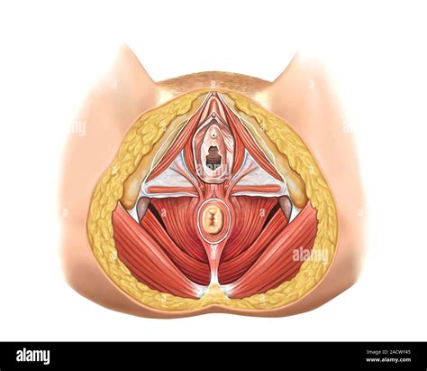 Illustration of muscles of female perineum. This perineal view ...