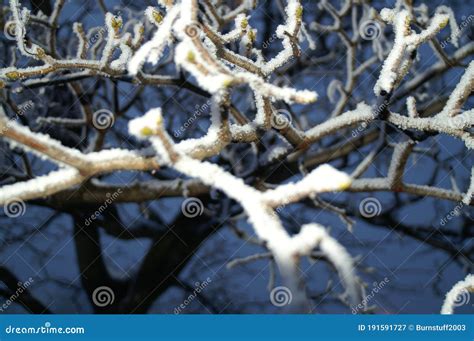 Le Nord Yorkshire Maures Woodlands National Park Image stock - Image du ...