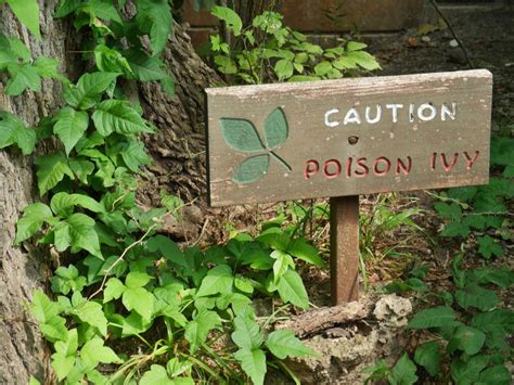 Poison Ivy Treatments: Poison Ivy Home Remedy Tips - IMP WORLD