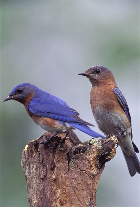 Missouri State Bird - Missouri Secretary of State