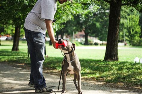 Image result for Labrador Force Fetch