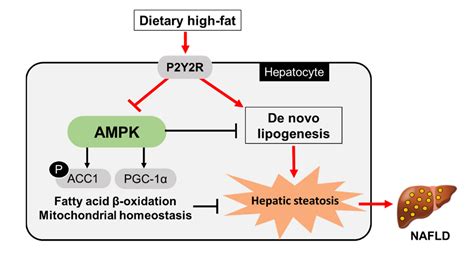 P2Y2R Deficiency Ameliorates Hepatic Steatosis by Reducing Lipogenesis ...