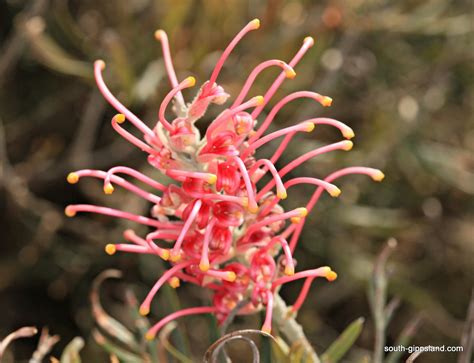 australian-native-flowering-plants (25) South Gippsland - Victoria - Australia