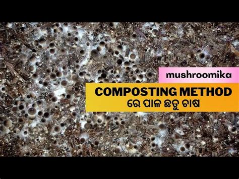 Composting Method Of Paddy Straw Mushroom Farming in Odisha | Pala ...