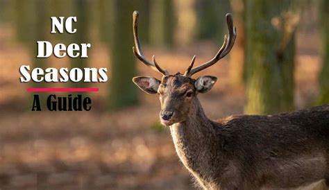 Deer Season NC 2023-2024 New Regulations & dates