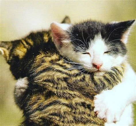 原来猫咪喜欢贴着你睡觉，是因为你有这些特点 - 知乎