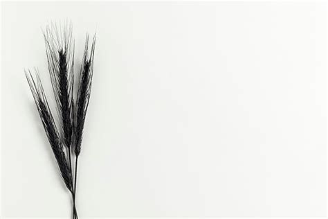 Plumpy'nut, producing RUTF and the fight against hunger