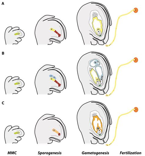 Genes | Special Issue : Molecular Basis of Apomixis in Plants