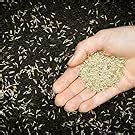 Indian Durva Doob Grass Seeds 50Gm seeds : Amazon.in: Garden & Outdoors