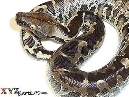 Image result for Black Demon Python