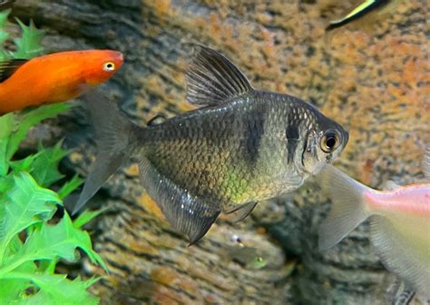 Black Widow Tetra 2cm to 4cm - Avaliable in Coburg Aquarium