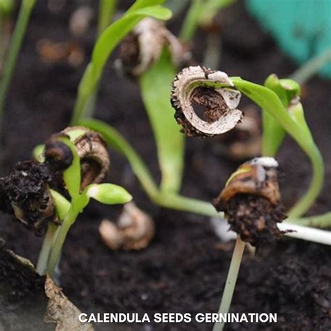 Green Paradise® Calendula Mix (Improved) Seeds Pack – GreenParadiseLive