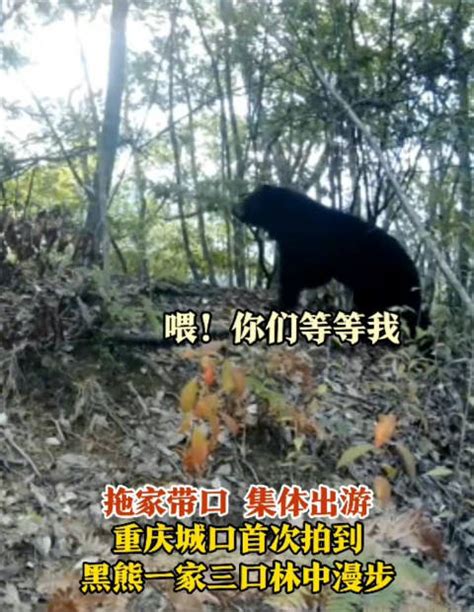 【熊出没！#重庆拍到黑熊一家三口... - @扬子晚报 的微博精选 - 微博马来西亚站