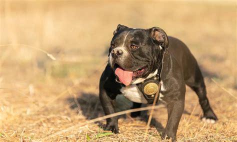 American Bully Lifespan: How Long Do These Dogs Live? - A-Z Animals