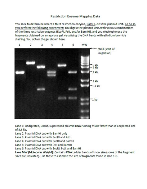 Image result for Restriction Enzyme Map