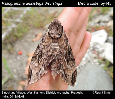 Psilogramma discistriga (Walker, 1856) - Large Brown Hawkmoth | Moths