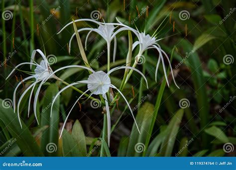 White Spider Lilies and Plants Stock Photo - Image of lily, close ...