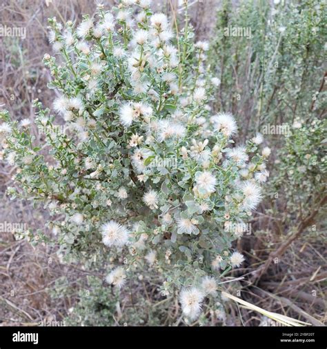 coyote brush (Baccharis pilularis) Plantae Stock Photo - Alamy